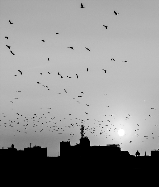 Aurelian Cătălin Burlacu - Migrație.jpg